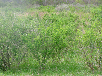 honeysuckle